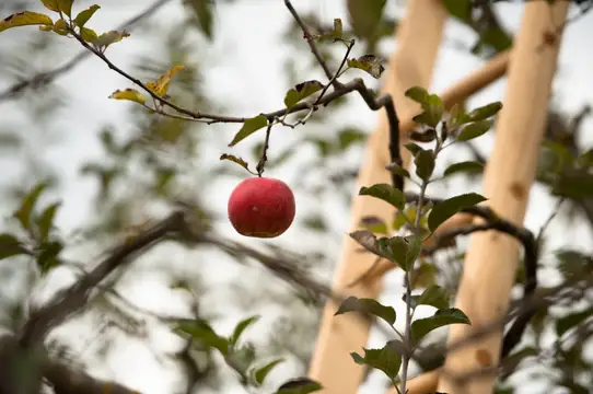 Einziges Apfel- und Naturheildorf Deutschlands