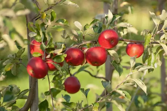 Naturheilkunde Bad Feilnbach