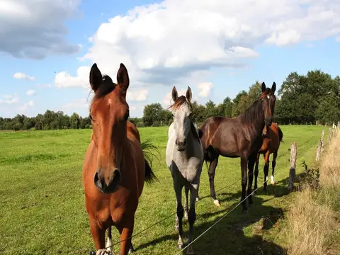 Pferde gehören in der Wildeshauser Geest mittlerweile zum Landschaftsbild.