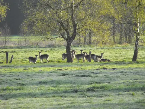 Nicht nur die Rehe fühlen sich hier wohl.