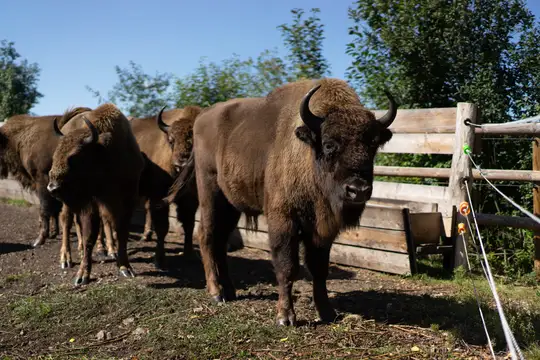 Wisente im HAUS im MOOS