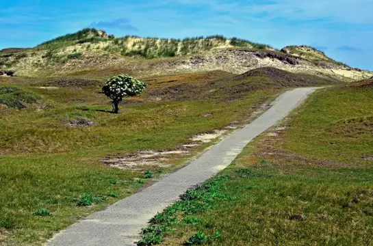 Zuckerpatt Norderney mit Baum und Dünen