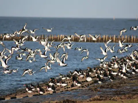 Natur pur - Nordseeküste Nordfriesland