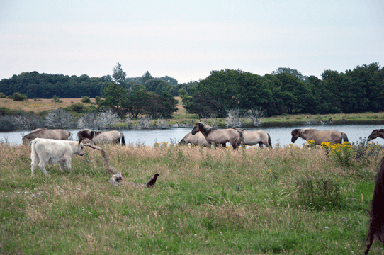 Wildpferde Geltinger Birk