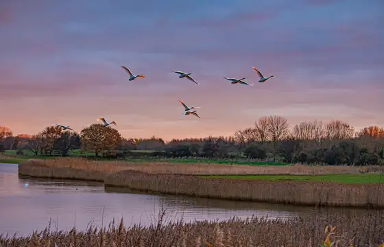 Vogelflug