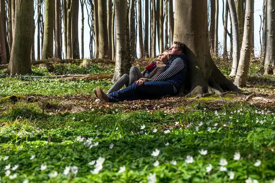 Der Gespensterwald im Ostseebad Nienhagen im Frühling