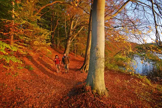 Wandern im Herbstwald