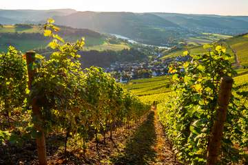 Saar-Riesling-Steig in Ockfen