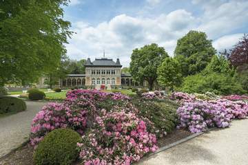 Rhododendronblüte in Bad Elster