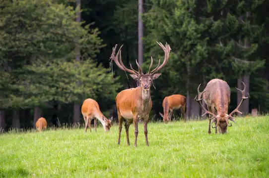 Wildgehege Waldland-Hohenroth
