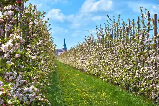 Das Alte Land am Elbstrom zur Blütezeit