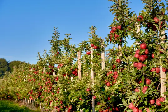 Das Alte Land am Elbstrom zur Erntezeit