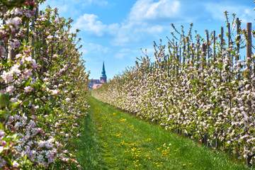 Das Alte Land am Elbstrom zur Blütezeit