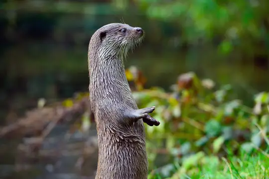 Otter Zentrum Südheide Gifhorn