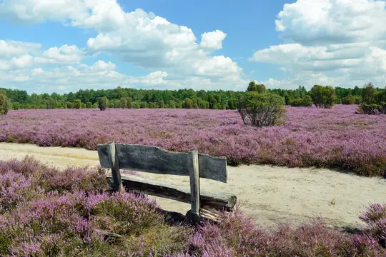 Südheide Gifhorn Heiliger Hain