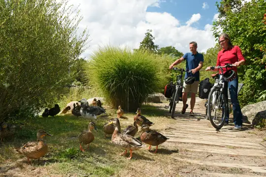 Enten auf dem EmsRadweg
