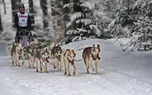 Schlittenhunderennen
