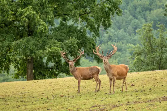 Wildtierpark Silz