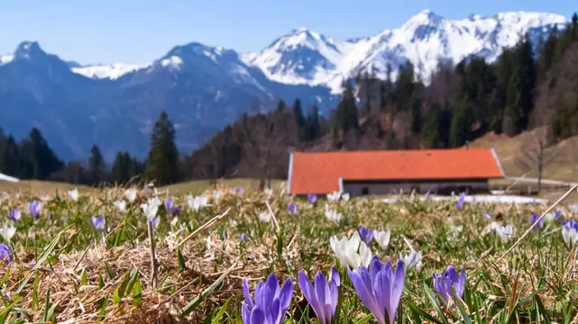 Krokusblüte auf der Donauer Alm