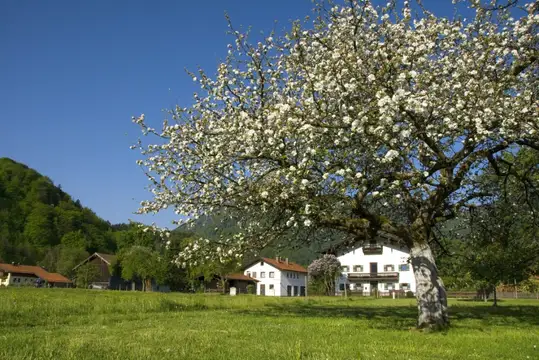 Obstbaumblüte in Marquartstein