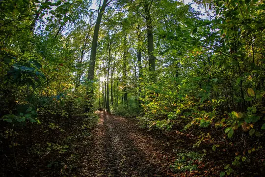 Im Kur- & Heilwald in Heringsdorf