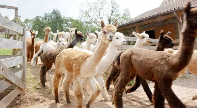 Trekking Tour mit Alpakas